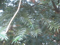 Torreya nucifera
