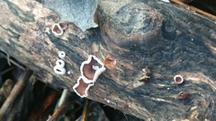 Schizophyllum amplum