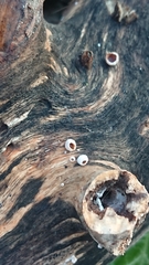 Schizophyllum amplum