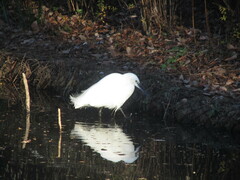 Egretta garzetta