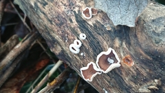 Schizophyllum amplum