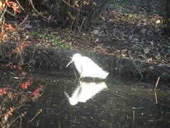 Egretta garzetta