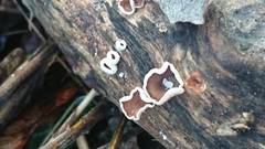 Schizophyllum amplum