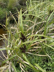 Cyperus ustulatus