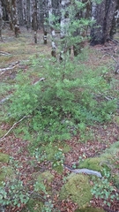Podocarpus totara