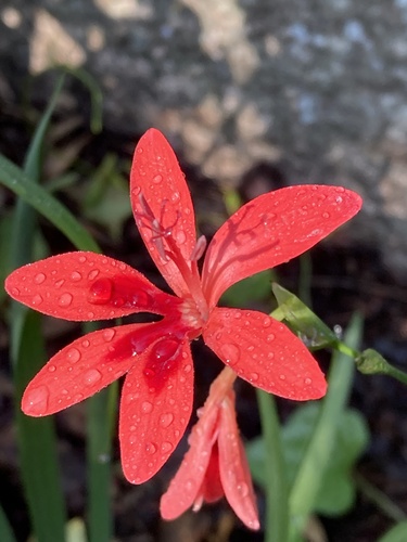 Freesia grandiflora image