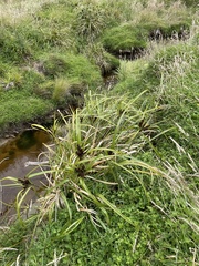 Cyperus ustulatus