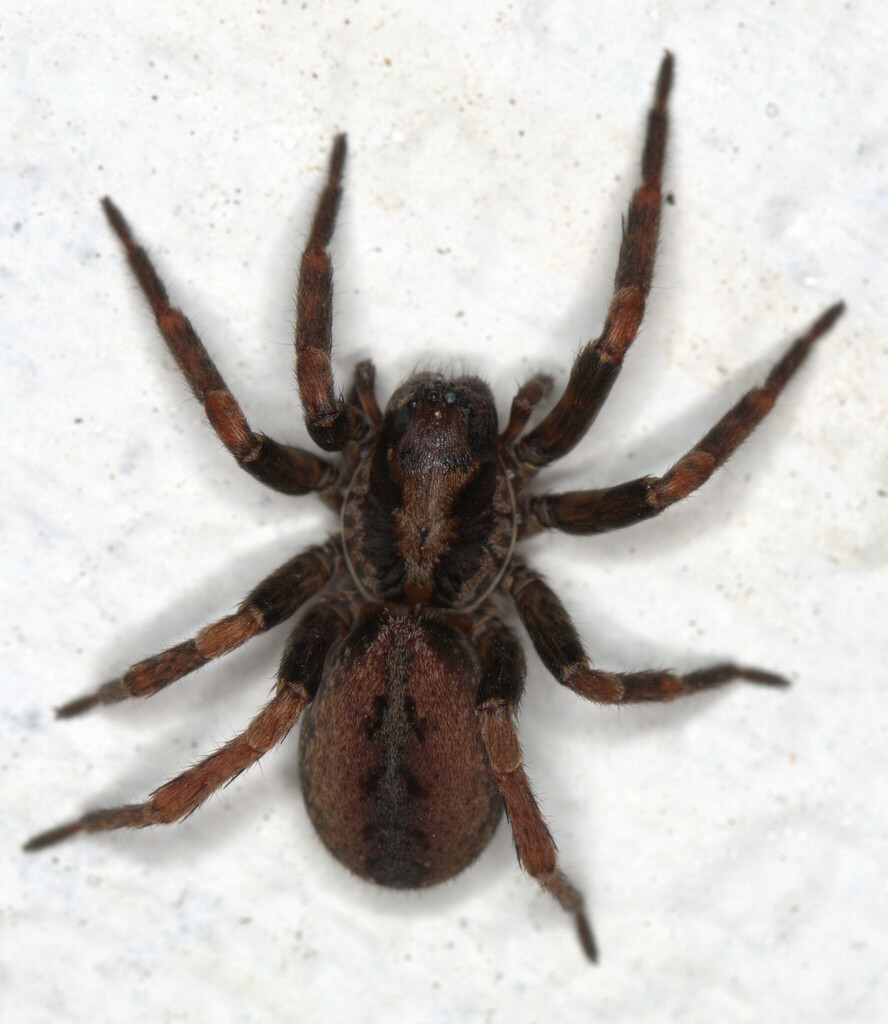 Griswoldia robusta