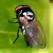 Silba