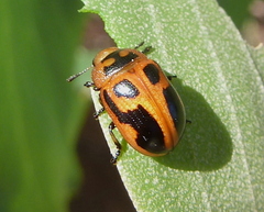 Calomela crassicornis