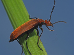 Pyrochroa serraticornis