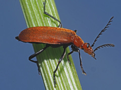 Pyrochroa serraticornis