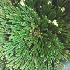 Selaginella lepidophylla