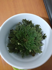 Selaginella lepidophylla
