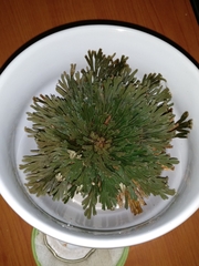 Selaginella lepidophylla