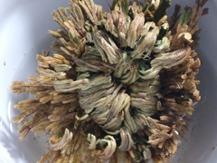 Selaginella lepidophylla