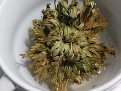 Selaginella lepidophylla