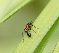 Camponotus innexus