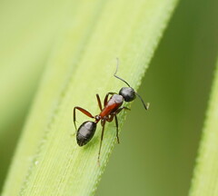 Camponotus innexus