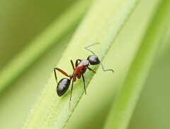 Camponotus innexus