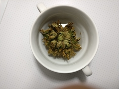 Selaginella lepidophylla