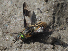 Chrysops caecutiens