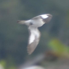 Chordeiles rupestris