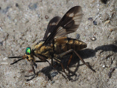 Chrysops caecutiens