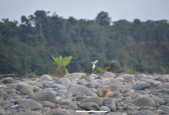 Chordeiles rupestris