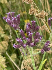 Verbena incompta
