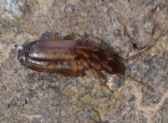 Paradromius linearis