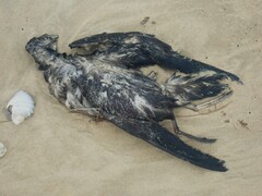 Ardenna tenuirostris