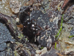Dyschirius