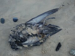 Ardenna tenuirostris