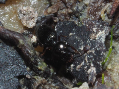 Dyschirius