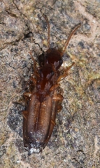 Paradromius linearis