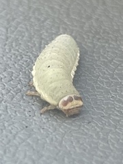 Paropsisterna crocata