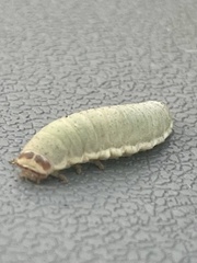 Paropsisterna crocata