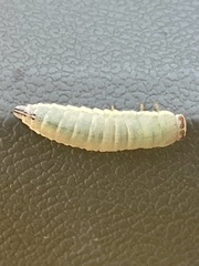 Paropsisterna crocata