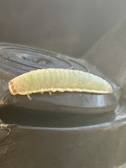 Paropsisterna crocata