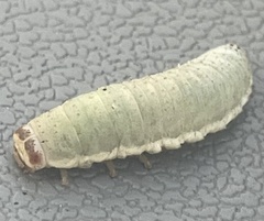 Paropsisterna crocata