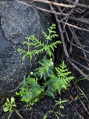 Pentagramma triangularis