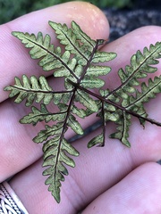 Pentagramma triangularis