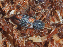 Bitoma crenata