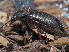 Stenomax aeneus