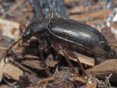 Stenomax aeneus