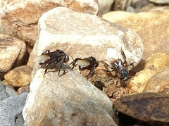 Tetragonilla collina