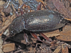 Stenomax aeneus