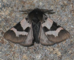 Watsonarctia deserta