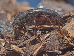 Stenomax aeneus